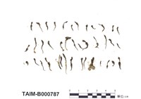 藏品(小金髮苔屬)的圖片